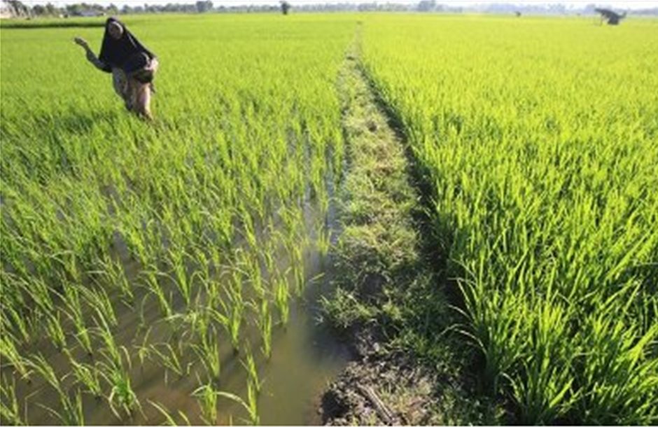 Νέα πιο ανθεκτική ποικιλία ρυζιού από τις Φιλιππίνες